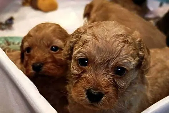 Cavapoo szczenięta, Opolskie, Krapkowice
