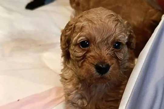 Cavapoo szczenięta, Opolskie, Krapkowice