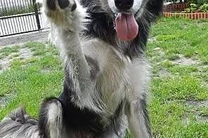 CARMEN- młoda i łagodna suczka mix husky do adopcji,  śląskie Katowice