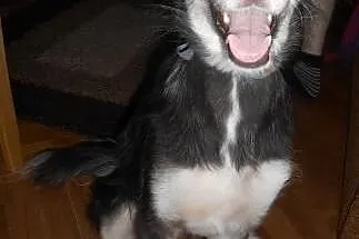 CARMEN- młoda i łagodna suczka mix husky do adopcj