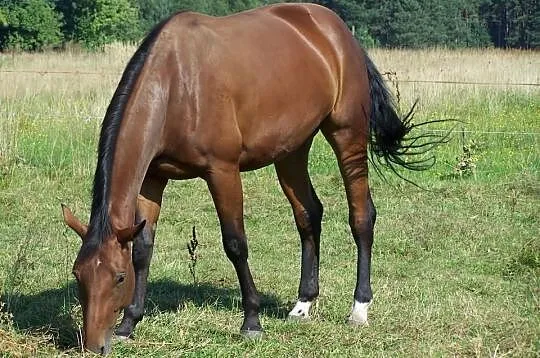 KL. Hathor - dzierżawa lub sprzedaż