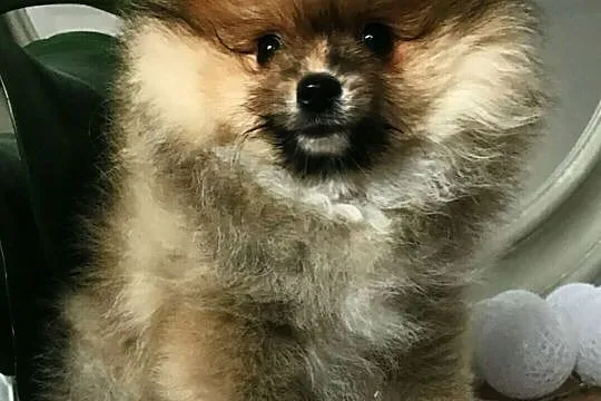 Pomeranian-
