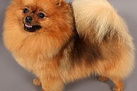 Pomeranian-, Łódzkie, Łódź