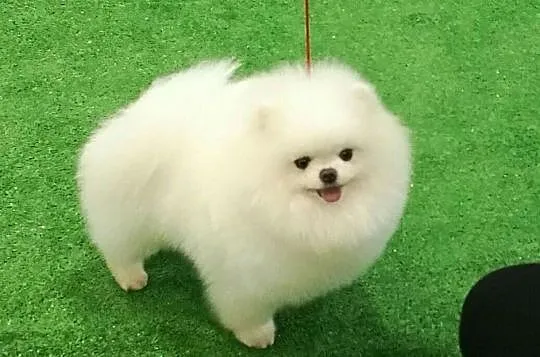 Pomeranian-, Łódzkie, Łódź