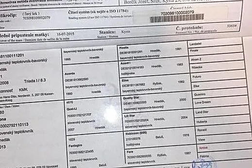 Słowacka siwa klacz do sportu, , 