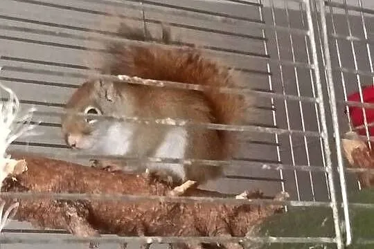Sprzedam oswojona wiewiórkę Hudsona, Wielkopolskie, Turek