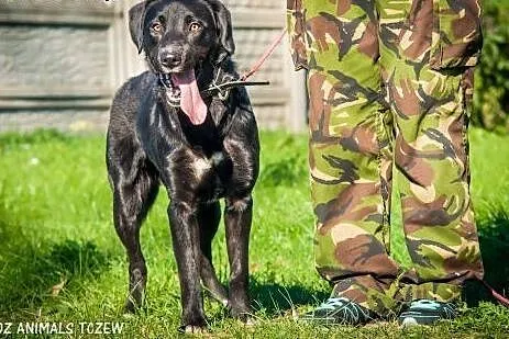OTOZ Animals - Tajfun - wesoły, energiczny mix labradora szuka domu!,  pomorskie Tczew