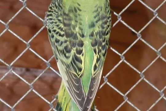 Papuga falista, Tryńcza