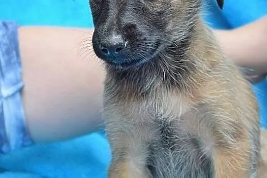 Jestem KIARA, mam ok. 2 miesiące i szukam domku,  mazowieckie Warszawa