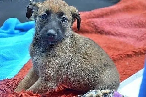 Jestem KIARA, mam ok. 2 miesiące i szukam domku,  