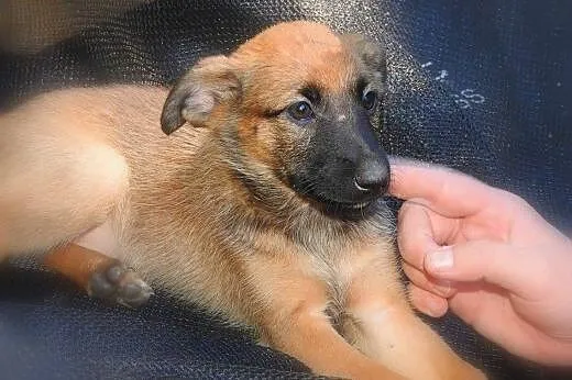 Jestem KIARA, mam ok. 2 miesiące i szukam domku,  