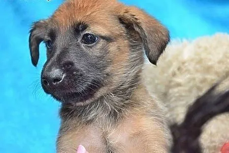 Jestem KIARA, mam ok. 2 miesiące i szukam domku,  