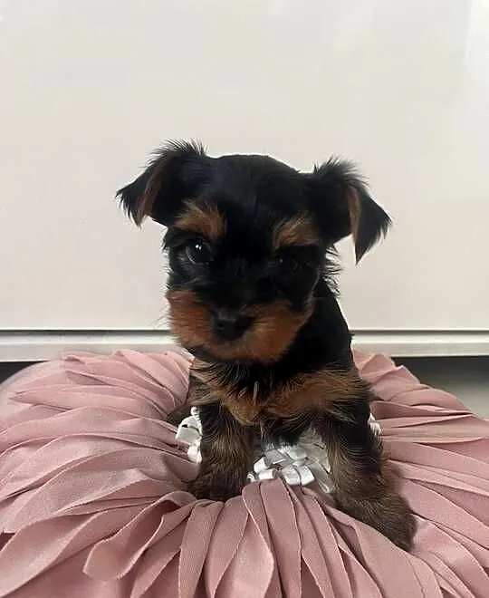 Yorkshire terrier, Kujawsko-pomorskie, Radzyń Chełmiński