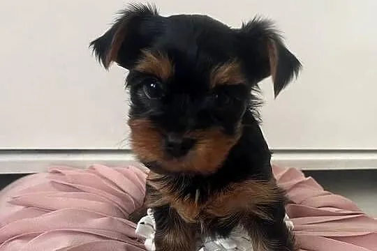 Yorkshire terrier, Kujawsko-pomorskie, Radzyń Chełmiński