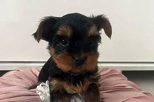 Yorkshire terrier, Kujawsko-pomorskie, Radzyń Chełmiński