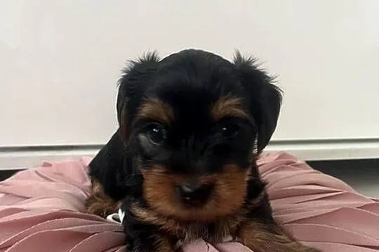 Yorkshire terrier, Kujawsko-pomorskie, Radzyń Chełmiński