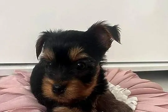Yorkshire terrier, Kujawsko-pomorskie, Radzyń Chełmiński