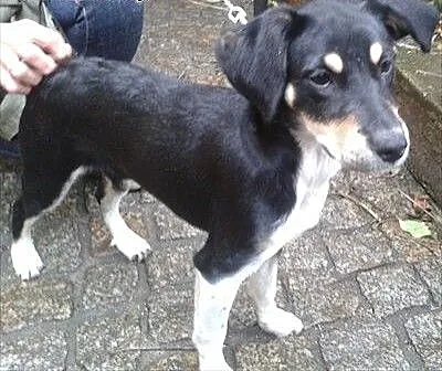 Mała dama do adopcji, wielkopolskie Swarzędz