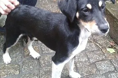 Mała dama do adopcji,  wielkopolskie Swarzędz