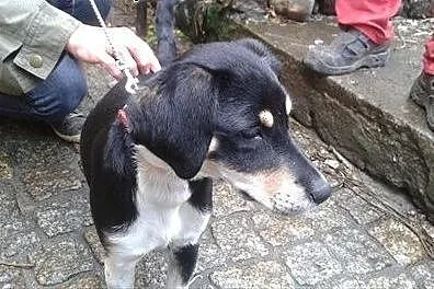 Mała dama do adopcji,  wielkopolskie Swarzędz