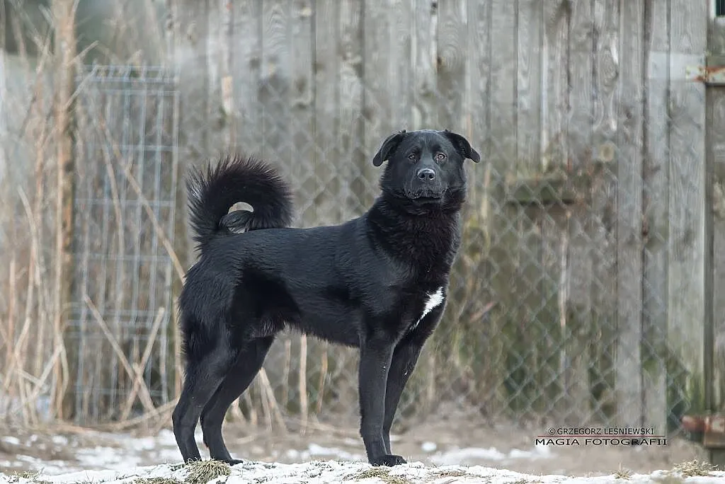 Bobo przystojniak szuka domu