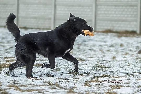 Bobo przystojniak szuka domu