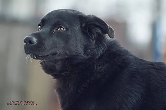 Bobo przystojniak szuka domu