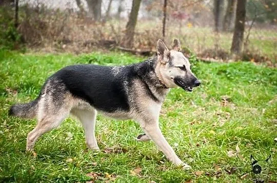 Lupo idealny owczarek szuka Domu