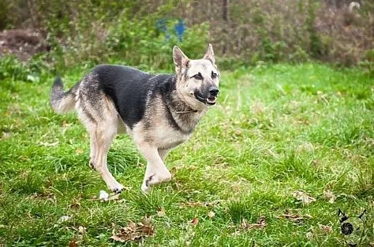 Lupo idealny owczarek szuka Domu