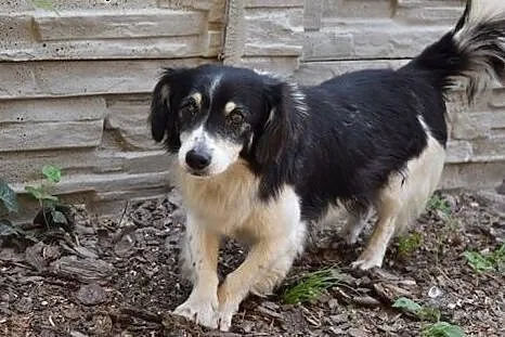 Korek, ok 5 letni piesek znaleziony w rowie, prosi