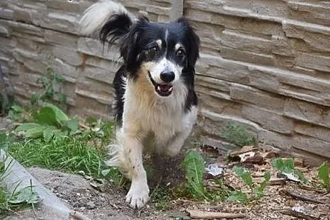 Korek, ok 5 letni piesek znaleziony w rowie, prosi
