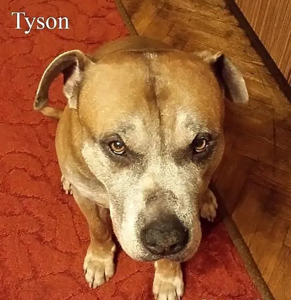 Tyson pilnie szuka domu