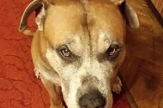 Tyson pilnie szuka domu