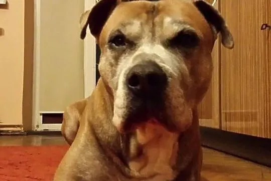Tyson pilnie szuka domu