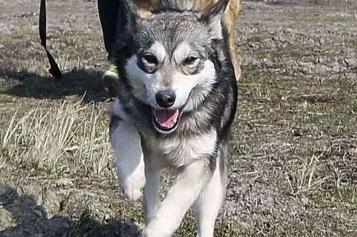 Maja-sunia w typie minihusky,  dolnośląskie Wrocław