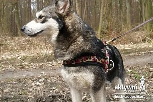 Maja-sunia w typie minihusky,  dolnośląskie Wrocła