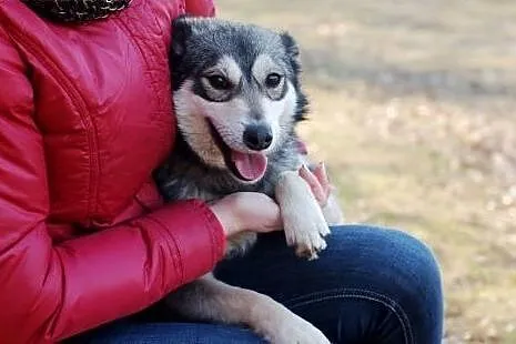 Maja-sunia w typie minihusky,  dolnośląskie Wrocła