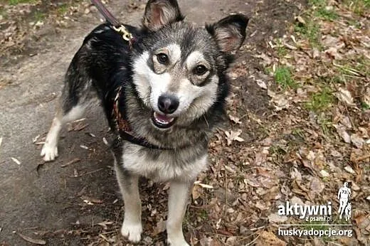 Maja-sunia w typie minihusky,  dolnośląskie Wrocła
