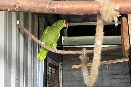 Amazonka żułtolica  samiec, Kujawsko-pomorskie, Pturek