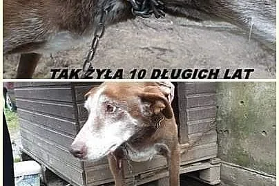 Delikatna, urocza Lala uratowana z piekła!,  Kundelki cała Polska, 