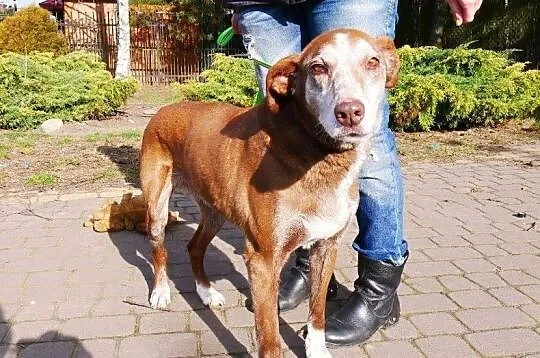 Delikatna, urocza Lala uratowana z piekła!,  Kundelki cała Polska, 
