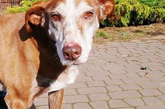 Delikatna, urocza Lala uratowana z piekła!,  Kundelki cała Polska, 