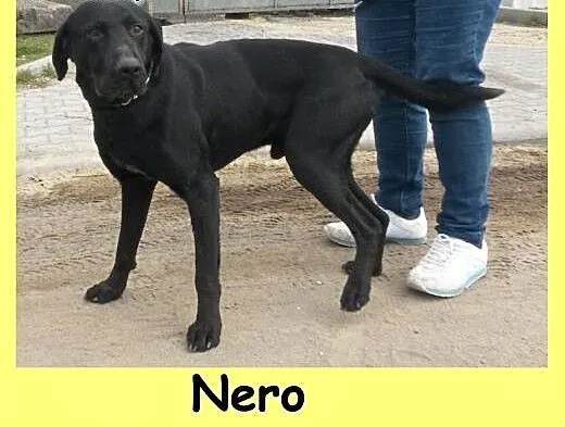 Nero - czarny labek do pokochania, dolnośląskie W