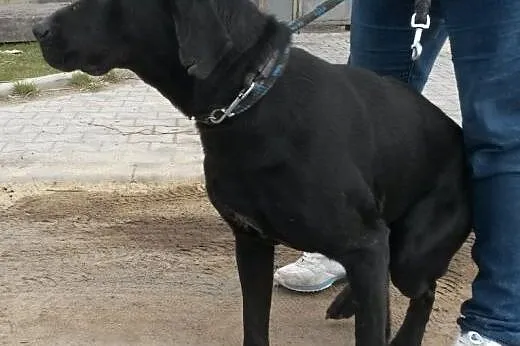Nero - czarny labek do pokochania,  dolnośląskie W