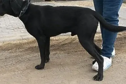 Nero - czarny labek do pokochania,  dolnośląskie W