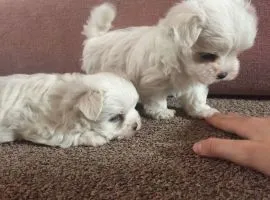śliczne miniaturowe maltańczyki do adopcji*********