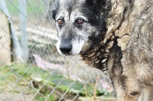 Przyjazny Tofik, uroczy zwierzak – pokochaj,adoptu