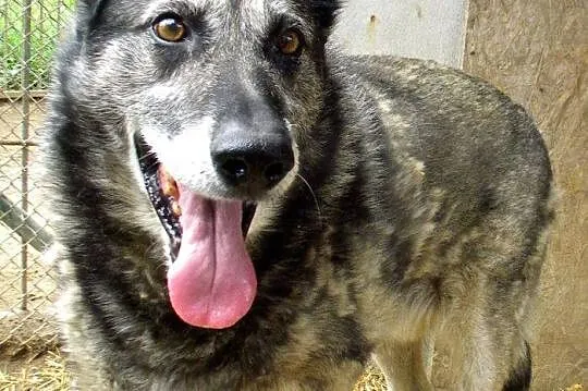 Przyjazny Tofik, uroczy zwierzak – pokochaj,adoptu