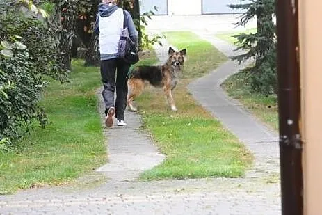 KĘPIAK  urodą powala, wdziękiem zniewala- pokochaj
