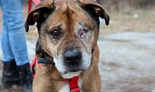 Kochany psiak AMOR szuka domu!, dolnośląskie Wroc